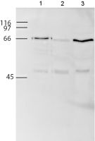 Western blot - Anti-PLK1 antibody [35-206] (AB17056), expandable thumbnail