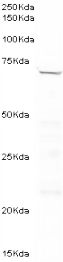 Western blot - Anti-PLK1 antibody [35-206] (AB17056), expandable thumbnail