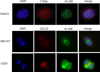 Immunocytochemistry - Anti-PLK1 antibody [36-298] (AB17057), expandable thumbnail