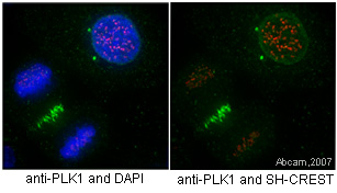 Immunocytochemistry - Anti-PLK1 antibody [36-298] (AB17057), expandable thumbnail