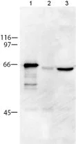 Western blot - Anti-PLK1 antibody [36-298] (AB17057)