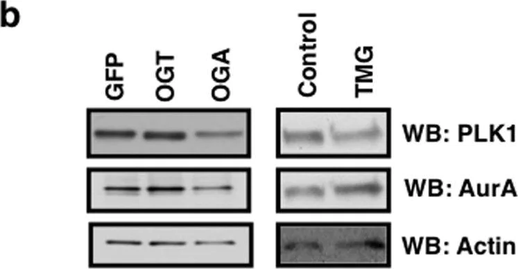 Western blot - Anti-PLK1 antibody [36-298] (AB17057)