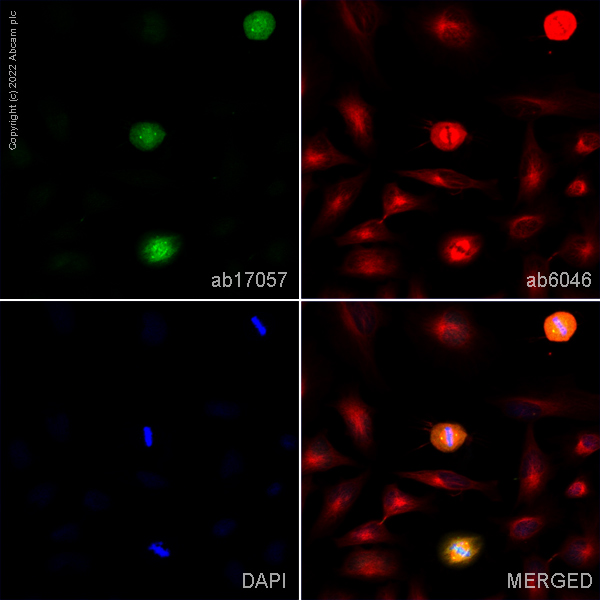 Immunocytochemistry - Anti-PLK1 antibody [36-298] - BSA and Azide free (AB178666), expandable thumbnail