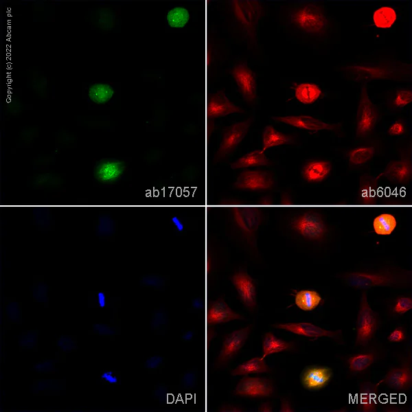 Immunocytochemistry - Anti-PLK1 antibody [36-298] - BSA and Azide free (AB178666)