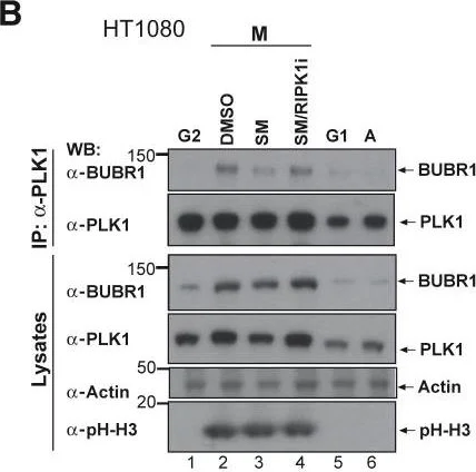 Western blot - Anti-PLK1 antibody [36-298] - BSA and Azide free (AB178666)