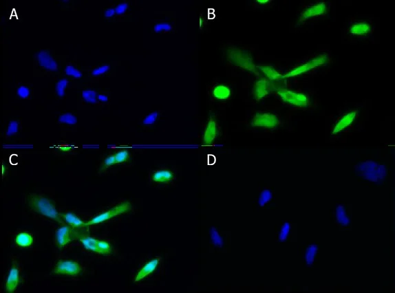 Immunocytochemistry/ Immunofluorescence - Anti-PLK1 antibody (AB235193)