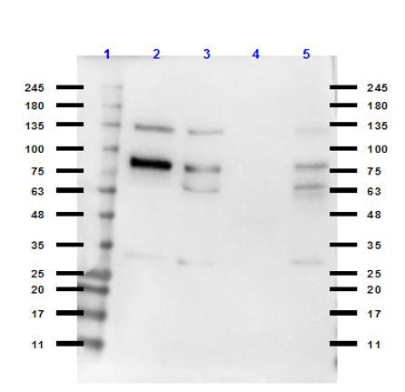 Western blot - Anti-PLK1 antibody (AB235193), expandable thumbnail