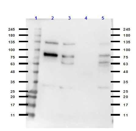 Western blot - Anti-PLK1 antibody (AB235193)