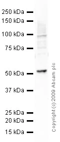 Western blot - Anti-PLK1 antibody [AZ34] (AB12211)