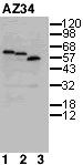 Western blot - Anti-PLK1 antibody [AZ34] (AB12211)