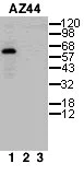 Western blot - Anti-PLK1 antibody [AZ44] (AB12212)