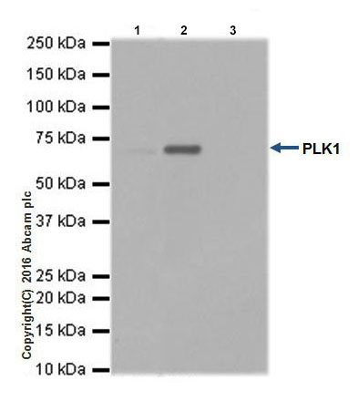 Immunoprecipitation - Anti-PLK1 antibody [EPR19534] (AB189139), expandable thumbnail