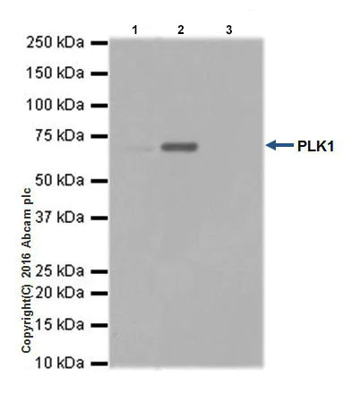 Immunoprecipitation - Anti-PLK1 antibody [EPR19534] (AB189139)