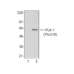 Western blot - Anti-PLK1 (phospho T210) antibody [2A3] (AB39068)