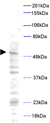 Western blot - Anti-PLK1 (phospho T210) antibody (AB12157), expandable thumbnail