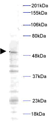Western blot - Anti-PLK1 (phospho T210) antibody (AB12157)