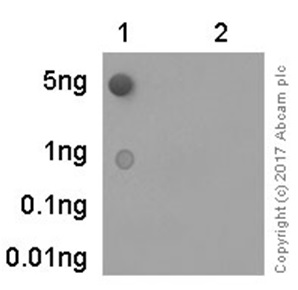 Dot Blot - Anti-PLK1 (phospho T210) antibody [EPNCIR167] - BSA and Azide free (AB240130), expandable thumbnail