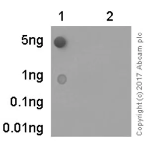 Dot Blot - Anti-PLK1 (phospho T210) antibody [EPNCIR167] - BSA and Azide free (AB240130)