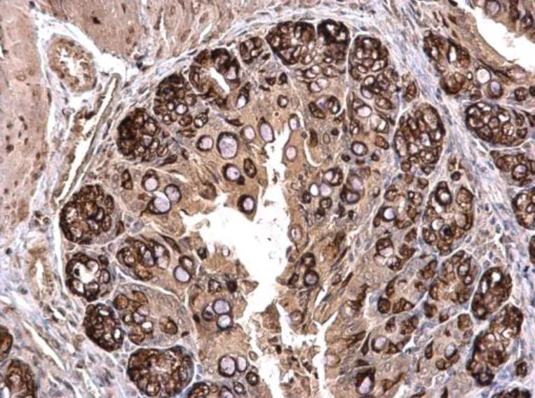 Immunohistochemistry (Formalin/PFA-fixed paraffin-embedded sections) - Anti-PLK2 antibody (AB137539)