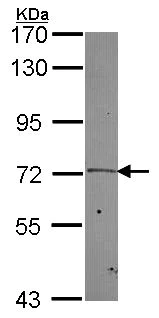 Western blot - Anti-PLK2 antibody (AB137539)