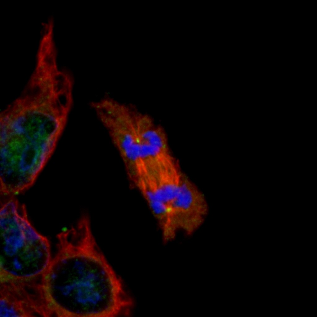 Immunocytochemistry - Anti-PLK4 antibody (AB137398), expandable thumbnail
