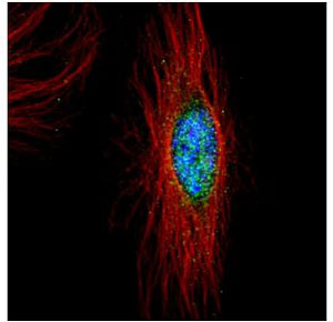 Immunocytochemistry/ Immunofluorescence - Anti-PLK4 antibody (AB137398), expandable thumbnail