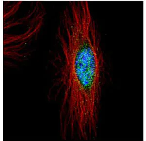 Immunocytochemistry/ Immunofluorescence - Anti-PLK4 antibody (AB137398)