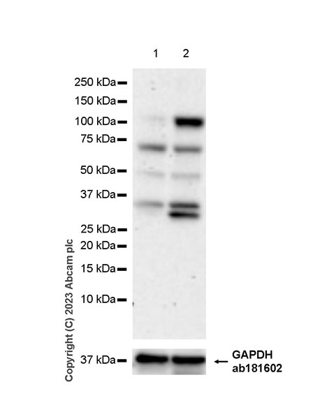 Western blot - Anti-PLK4 antibody [EPR27156-51] (AB315222)