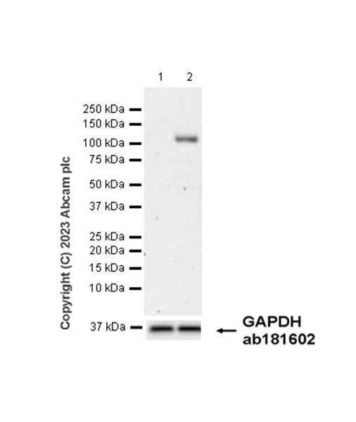 Western blot - Anti-PLK4 antibody [EPR27156-51] - BSA and Azide free (AB315223), expandable thumbnail