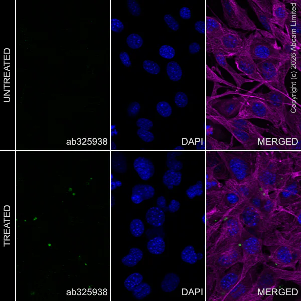Immunocytochemistry/ Immunofluorescence - Anti-PLK4 antibody [EPR30475-69] (AB325938)