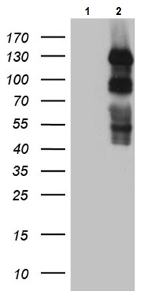 Western blot - Anti-PLK4 antibody [OTI3B10] (AB236514)