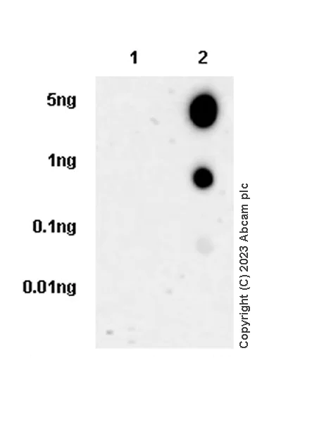 Dot Blot - Anti-PLOD2/LH2 antibody [EPR25160-20] - BSA and Azide free (AB313766)