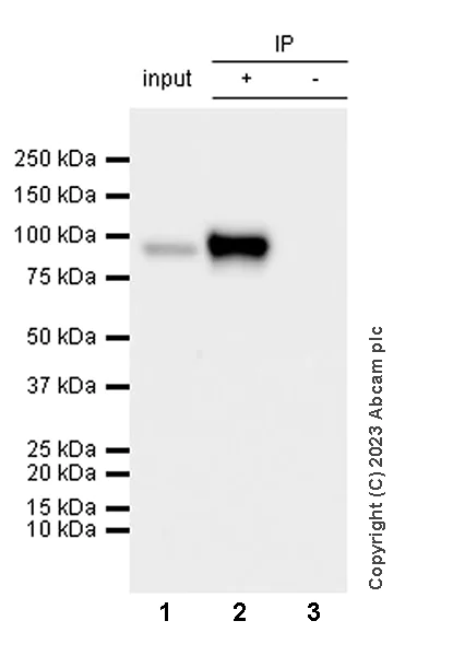 Immunoprecipitation - Anti-PLOD2/LH2 antibody [EPR25160-20] - BSA and Azide free (AB313766)
