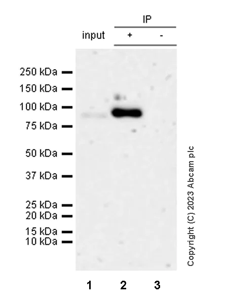 Immunoprecipitation - Anti-PLOD2/LH2 antibody [EPR25160-20] - BSA and Azide free (AB313766)
