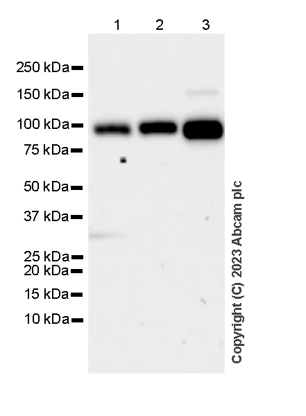 Western blot - Anti-PLOD2/LH2 antibody [EPR25160-20] - BSA and Azide free (AB313766)