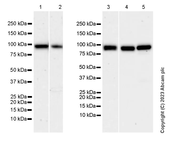 Western blot - Anti-PLOD2/LH2 antibody [EPR25160-20] - BSA and Azide free (AB313766)