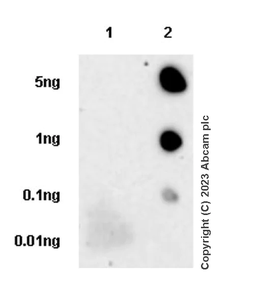 Dot Blot - Anti-PLOD2/LH2 antibody [EPR25160-22] - BSA and Azide free (AB314641)