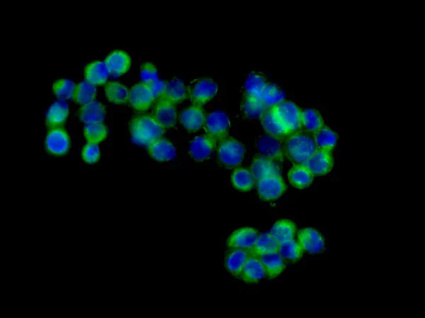 Immunocytochemistry/ Immunofluorescence - Anti-PLP2 antibody [EPR14238(B)] - BSA and Azide free (AB250143)