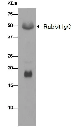 Immunoprecipitation - Anti-PLP2 antibody [EPR14238(B)] - BSA and Azide free (AB250143)