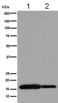 Western blot - Anti-PLP2 antibody [EPR14238(B)] - BSA and Azide free (AB250143)