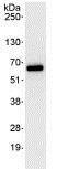 Immunoprecipitation - Anti-PLRG1 antibody (AB86050), expandable thumbnail