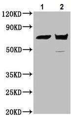 Western blot - Anti-PLS1 antibody (AB236976)