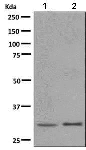 Western blot - Anti-PLSCR3 antibody [EPR9242] (AB137128)