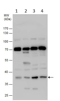 Western blot - Anti-PLSCR4 antibody (AB228907)
