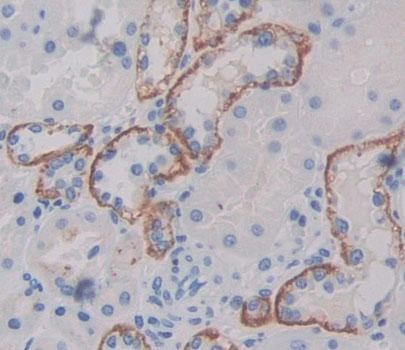 Immunohistochemistry (Formalin/PFA-fixed paraffin-embedded sections) - Anti-PLSCR4 antibody (AB233005)