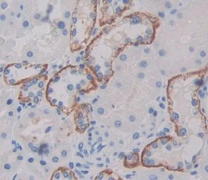 Immunohistochemistry (Formalin/PFA-fixed paraffin-embedded sections) - Anti-PLSCR4 antibody (AB233005)
