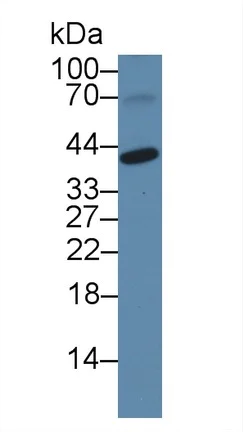 Western blot - Anti-PLSCR4 antibody (AB233005)