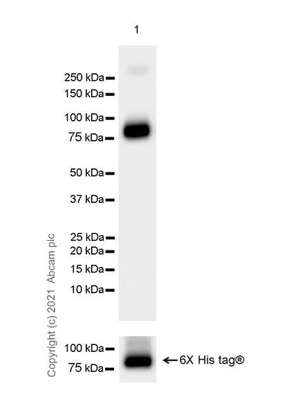Western blot - Anti-PLTP antibody [EPR24448-21] (AB282456)