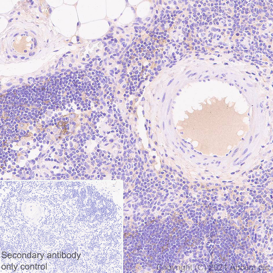 Immunohistochemistry (Formalin/PFA-fixed paraffin-embedded sections) - Anti-PLTP antibody [EPR24448-21] - BSA and Azide free (AB282463), expandable thumbnail