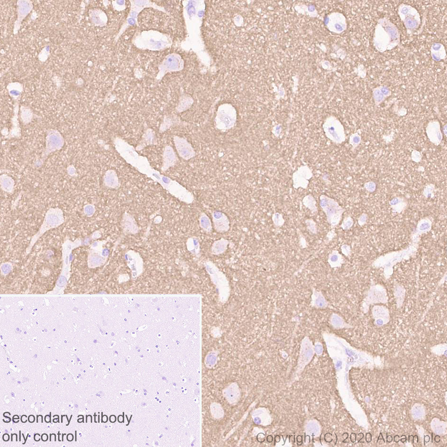 Immunohistochemistry (Formalin/PFA-fixed paraffin-embedded sections) - Anti-PLTP antibody [EPR24448-21] - BSA and Azide free (AB282463), expandable thumbnail